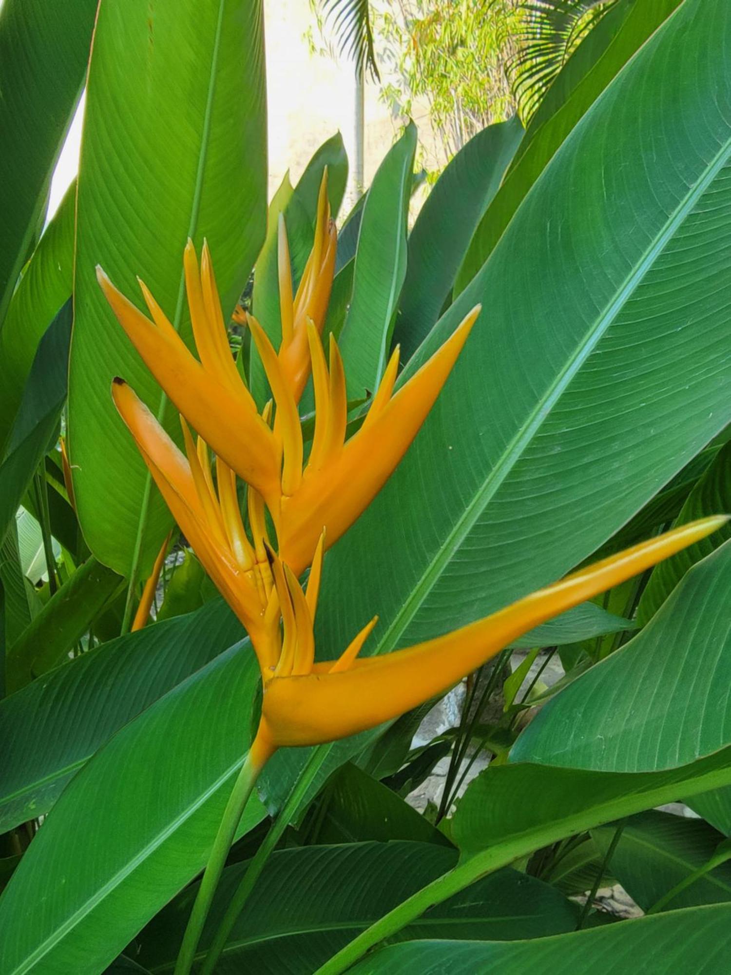 Villas Jardin Del Mar La Cruz de Huanacaxtle エクステリア 写真